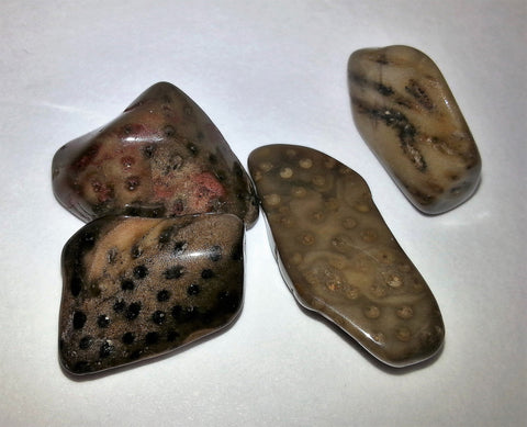 PETRIFIED WOOD - Very Shari