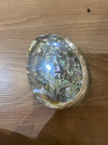 Abalone Shell