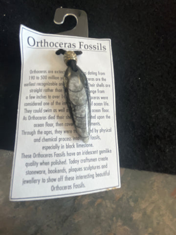 Orthoceras Fossils