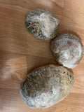 Abalone Shell
