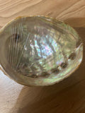 Abalone Shell