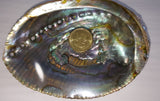 Abalone Shell - Very Shari